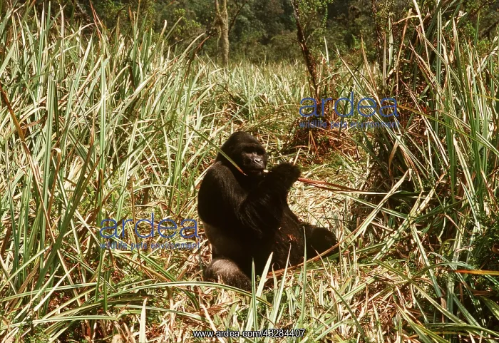 : Eastern Lowland Gorilla - eating : Eastern Lowland Gorilla - eating