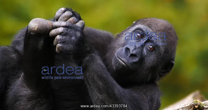 : Eastern Lowland Gorilla (gorilla gorilla) grauer : Eastern Lowland Gorilla (gorilla gorilla) grauer