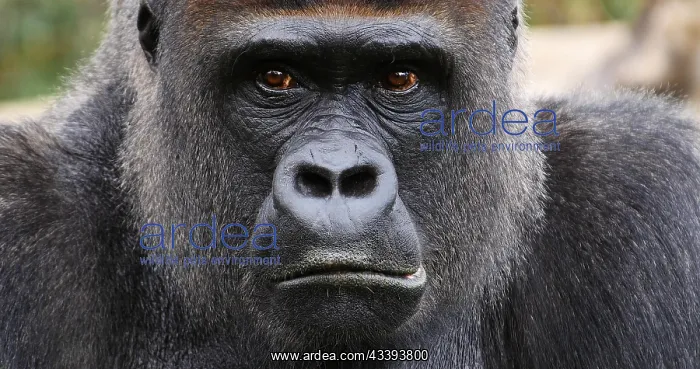 : Eastern Lowland Gorilla (gorilla gorilla) grauer : Eastern Lowland Gorilla (gorilla gorilla) grauer