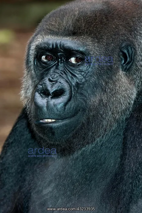: EASTERN LOWLAND (GORILLA gorilla gorilla) graueri : EASTERN LOWLAND (GORILLA gorilla gorilla) graueri