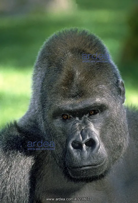 : EASTERN LOWLAND (GORILLA gorilla gorilla) graueri : EASTERN LOWLAND (GORILLA gorilla gorilla) graueri