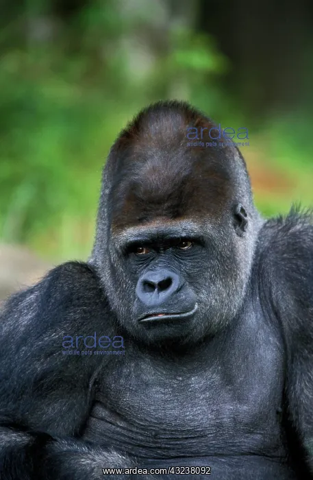 : Eastern Lowland Gorilla (gorilla gorilla) graueri : Eastern Lowland Gorilla (gorilla gorilla) graueri
