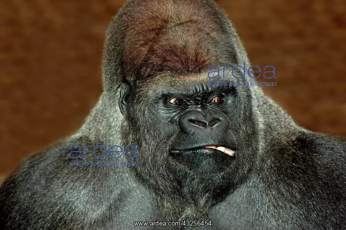 : EASTERN LOWLAND (GORILLA gorilla gorilla) graueri : EASTERN LOWLAND (GORILLA gorilla gorilla) graueri