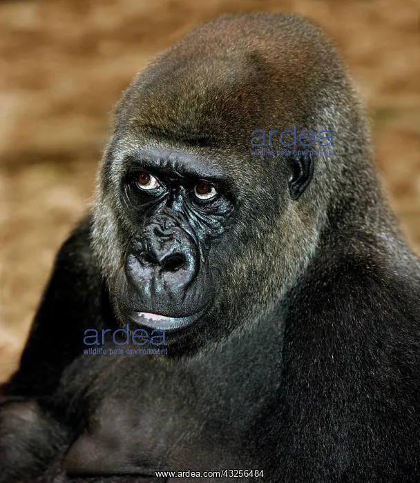 : Eastern Lowland Gorilla (gorilla gorilla) graueri : Eastern Lowland Gorilla (gorilla gorilla) graueri