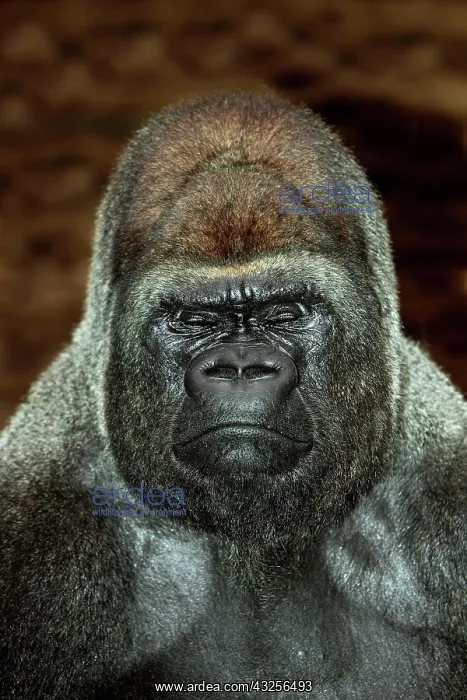 : EASTERN LOWLAND (GORILLA gorilla gorilla) graueri : EASTERN LOWLAND (GORILLA gorilla gorilla) graueri