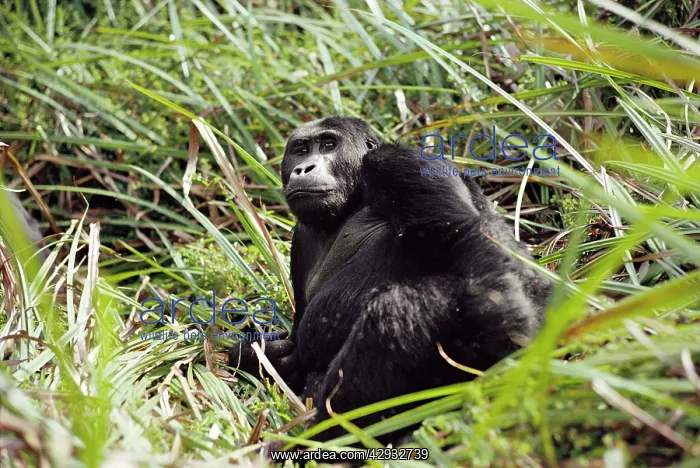 : Eastern Lowland Gorilla - lying in long grass : Eastern Lowland Gorilla - lying in long grass