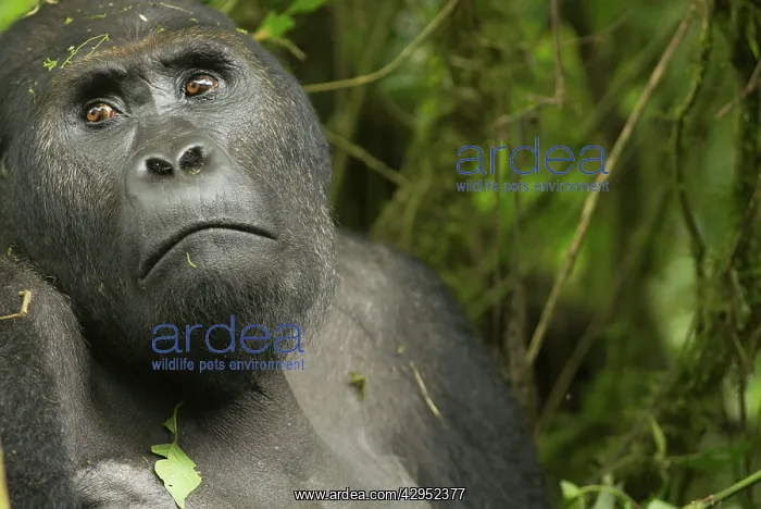 : Eastern Lowland Gorilla - male : Eastern Lowland Gorilla - male