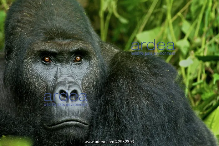 : Eastern Lowland Gorilla - silverback portait : Eastern Lowland Gorilla - silverback portait