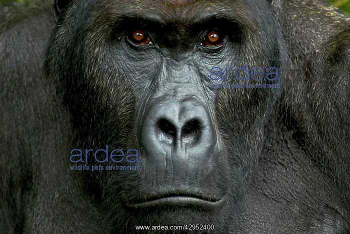 : Eastern Lowland Gorilla - silverback portait : Eastern Lowland Gorilla - silverback portait