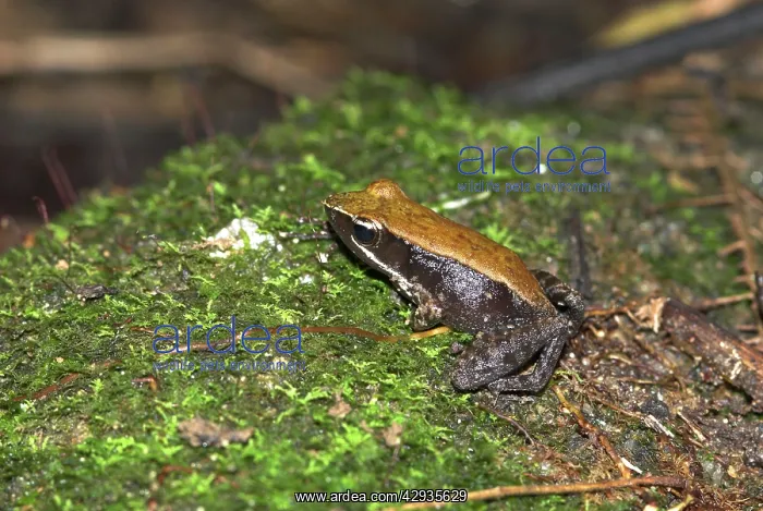 : Eastern Madagascar Frog - Endemic : Eastern Madagascar Frog - Endemic