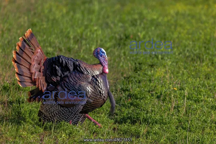 : Eastern male wild tom turkey in breeding plumage near : Eastern male wild tom turkey in breeding plumage near