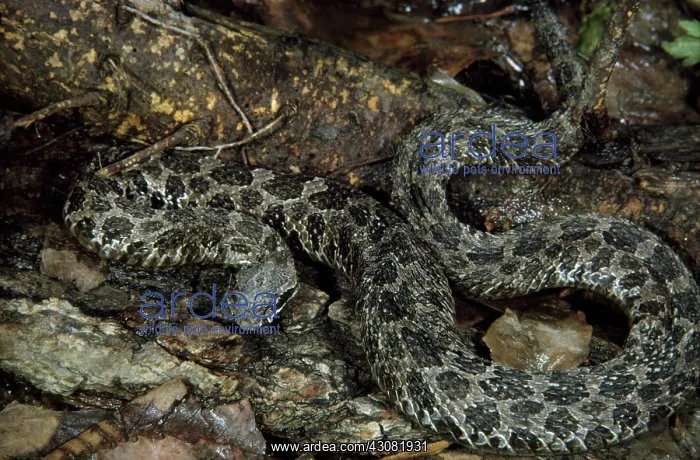 : Eastern Masssasauga Rattlesnake : Eastern Masssasauga Rattlesnake