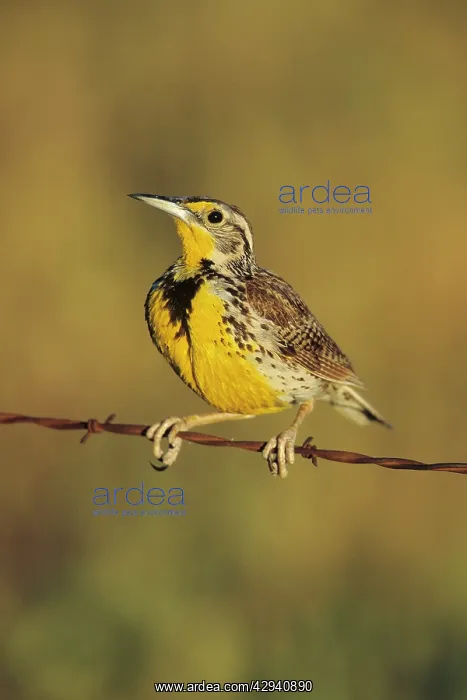 : Eastern Meadowlark : Eastern Meadowlark