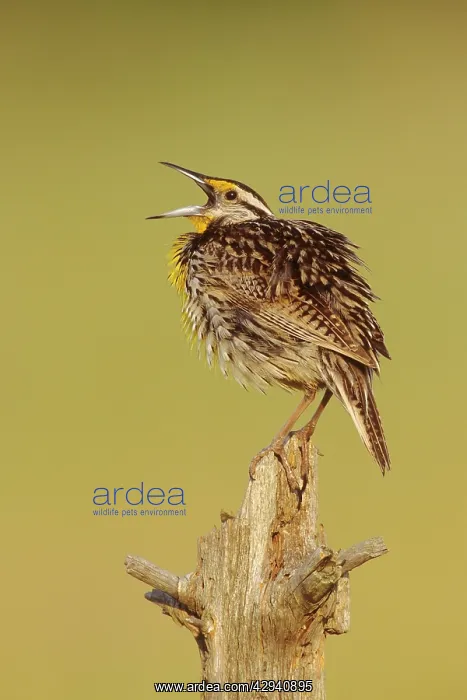 : Eastern Meadowlark : Eastern Meadowlark