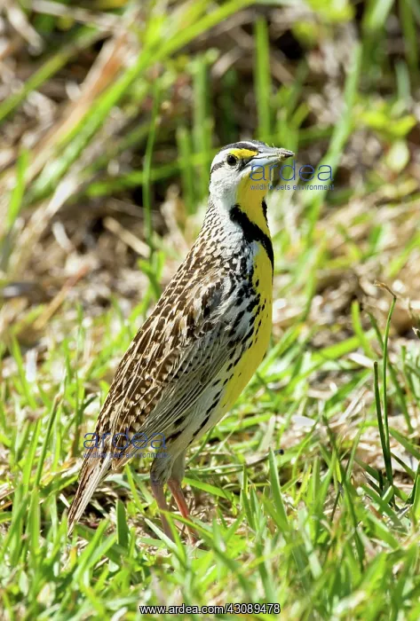 : Eastern Meadowlark : Eastern Meadowlark