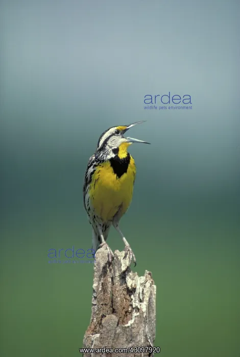  : Eastern meadowlark
