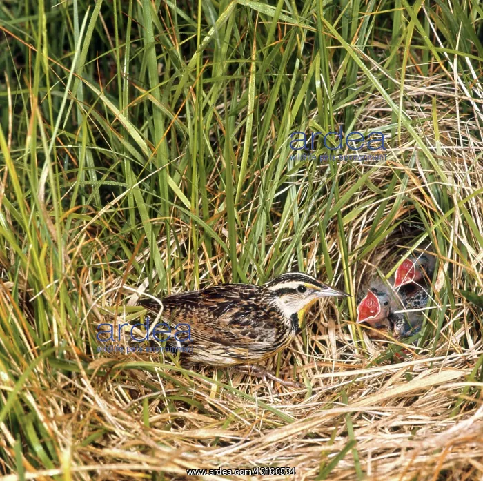 : Eastern Meadowlark : Eastern Meadowlark
