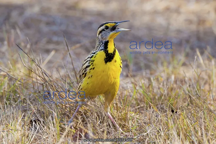 : Eastern Meadowlark : Eastern Meadowlark