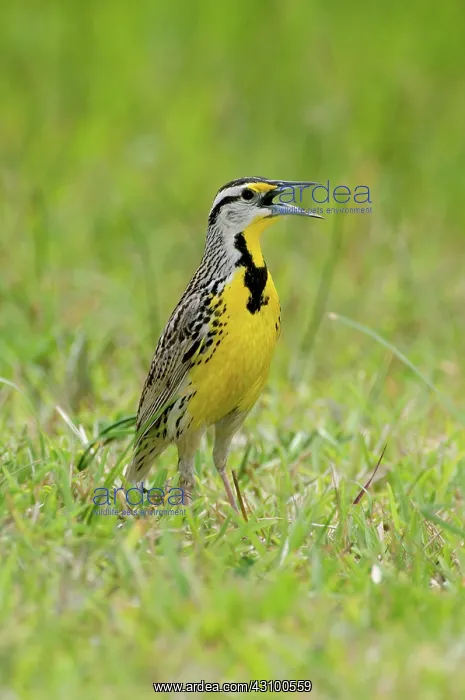 : Eastern Meadowlark calling : Eastern Meadowlark calling