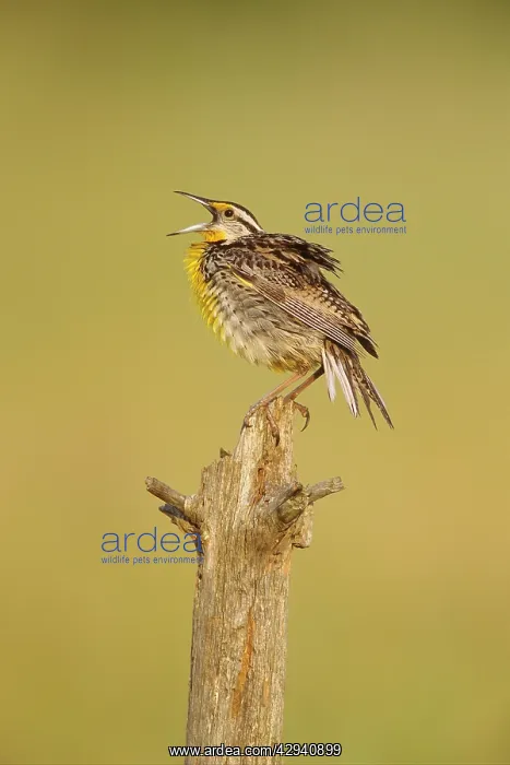 : Eastern Meadowlark - June : Eastern Meadowlark - June