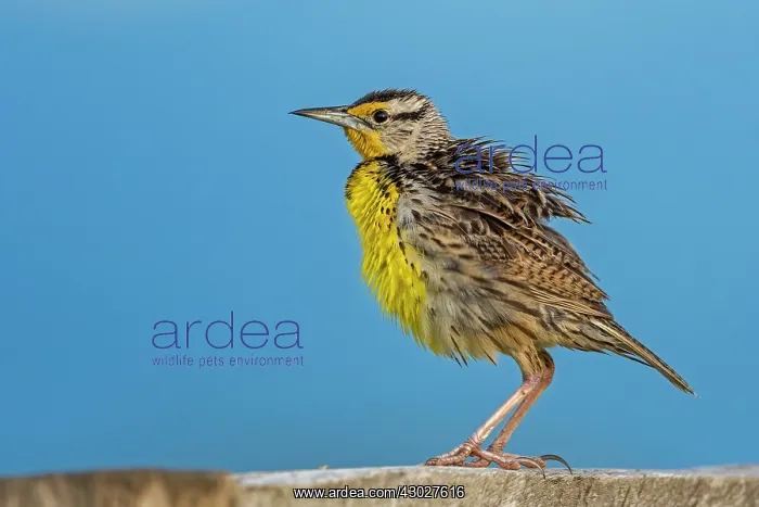  : Eastern Meadowlark, Los Llanos, Colombia