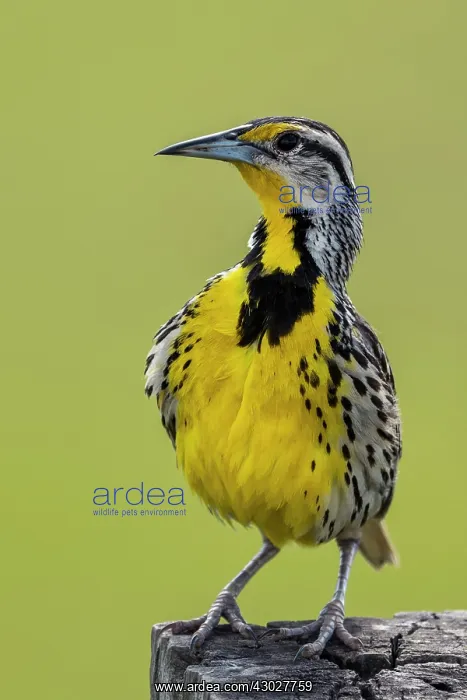  : Eastern Meadowlark, Los Llanos, Colombia