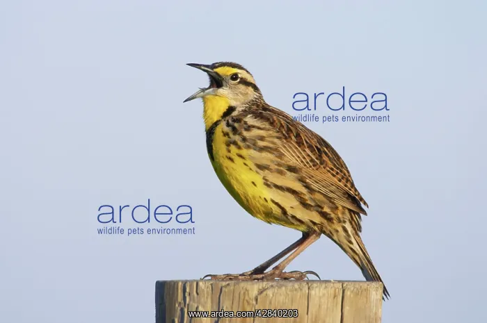 : Eastern Meadowlark singing : Eastern Meadowlark singing