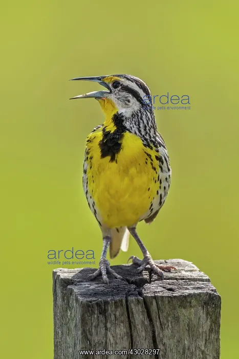 : Eastern Meadowlark, singing, Los Llanos, Colombia : Eastern Meadowlark, singing, Los Llanos, Colombia