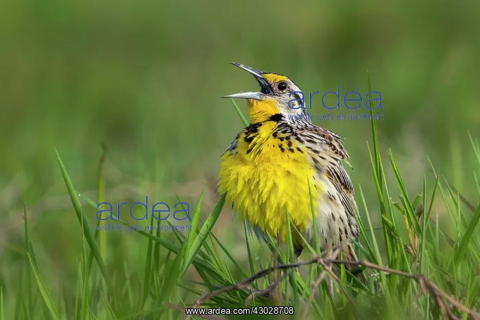 : Eastern Meadowlark, singing, Los Llanos, Colombia : Eastern Meadowlark, singing, Los Llanos, Colombia