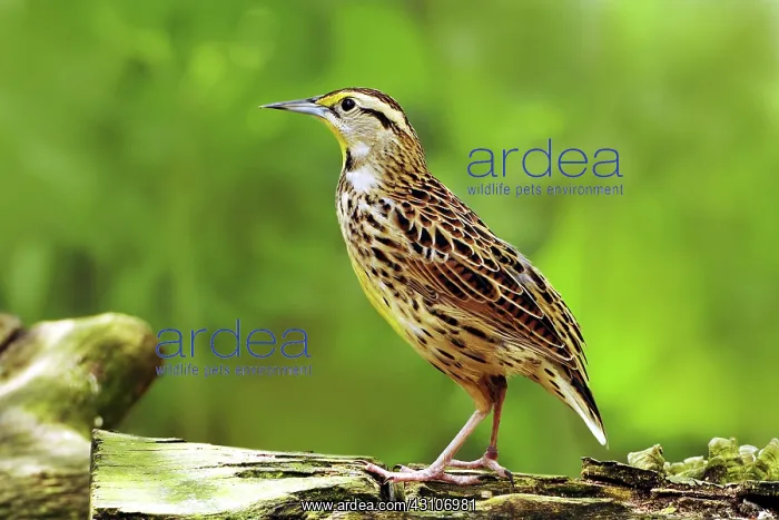  : Eastern Meadowlark (Sturnella magna)
