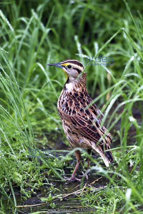 : Eastern Meadowlark (Sturnella magna) : Eastern Meadowlark (Sturnella magna)