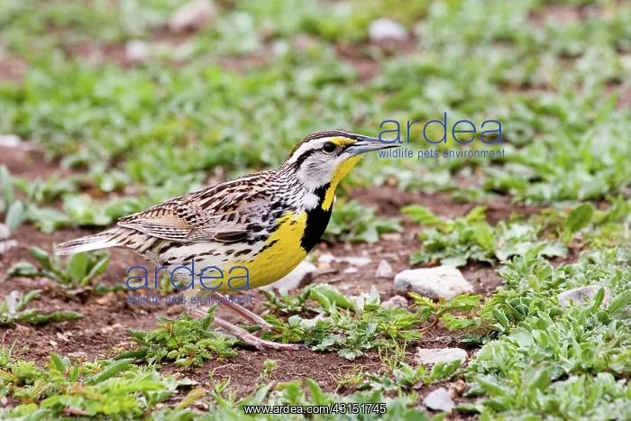 : Eastern Meadowlark (Sturnella magna) : Eastern Meadowlark (Sturnella magna)