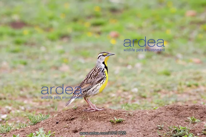: Eastern Meadowlark (Sturnella magna) : Eastern Meadowlark (Sturnella magna)