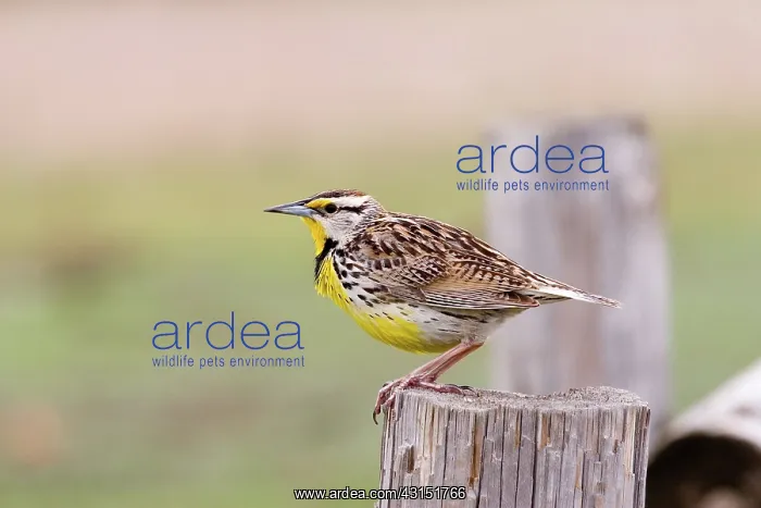 : Eastern Meadowlark (Sturnella magna) : Eastern Meadowlark (Sturnella magna)