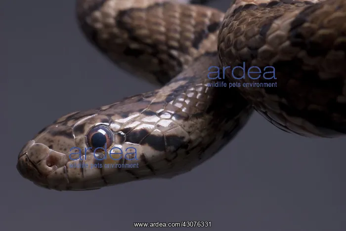 : Eastern Milk Snake : Eastern Milk Snake
