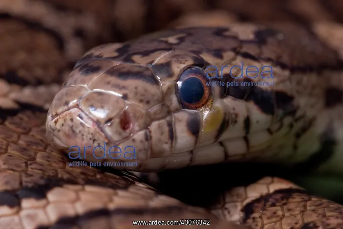 : Eastern Milk Snake : Eastern Milk Snake