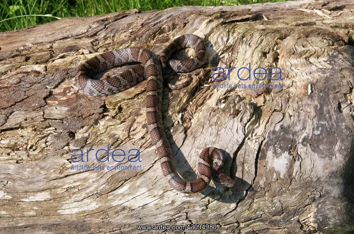 : Eastern Milk Snake : Eastern Milk Snake