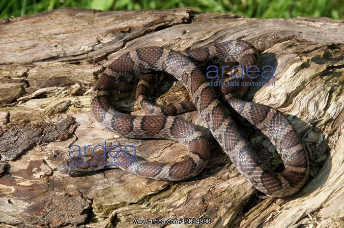 : Eastern Milk Snake : Eastern Milk Snake