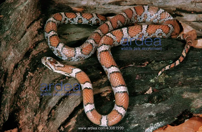 : Eastern Milksnake : Eastern Milksnake