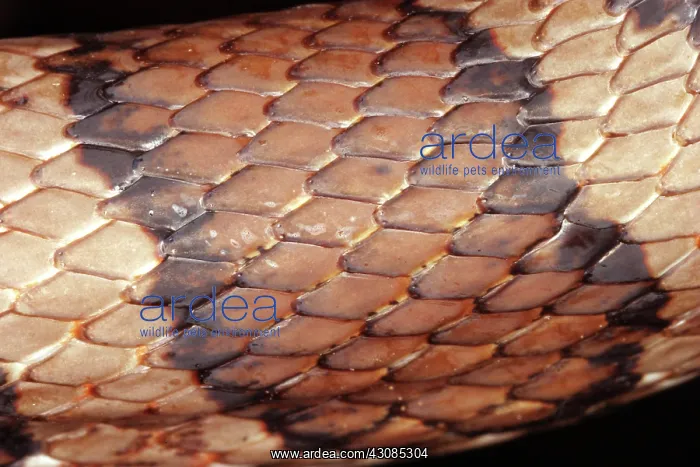 : Eastern Milksnake : Eastern Milksnake