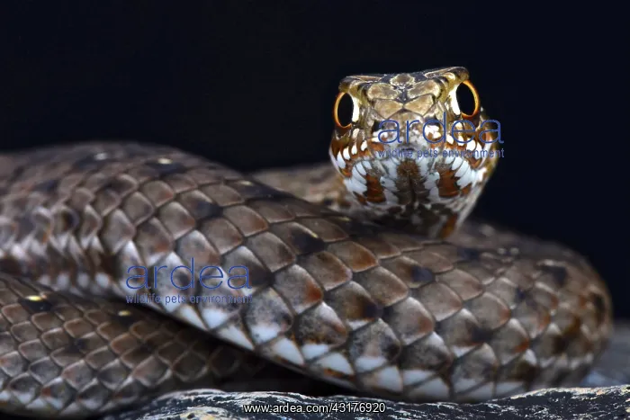  : Eastern Montpellier snake (Malpolon insignatus)
