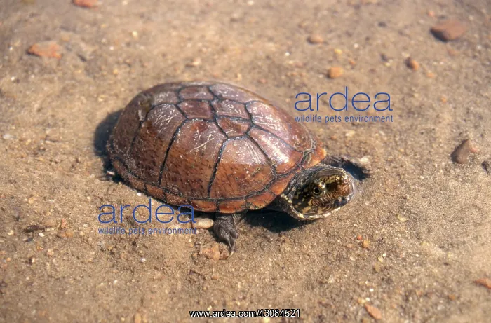 : Eastern Mud Turtle : Eastern Mud Turtle