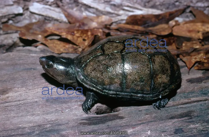 : Eastern Mud Turtle : Eastern Mud Turtle