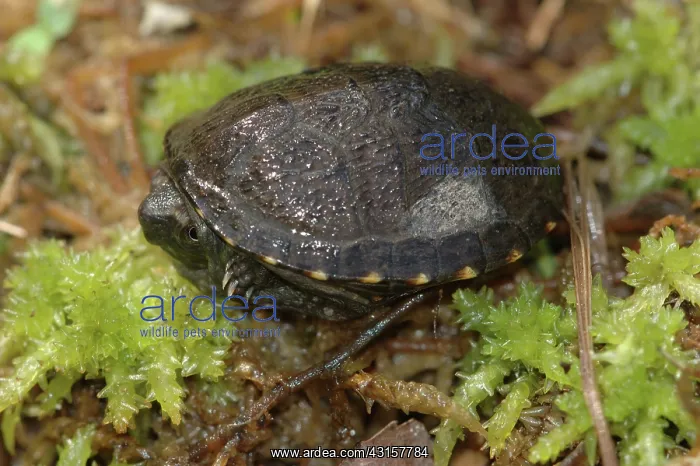 : Eastern Mud Turtle hatchling : Eastern Mud Turtle hatchling