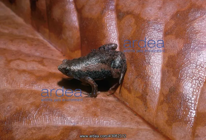 : Eastern Narrowmouth Toad : Eastern Narrowmouth Toad
