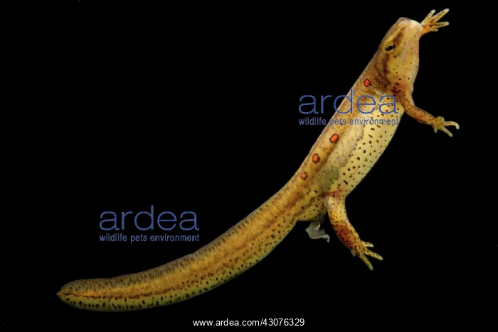  : Eastern Newt