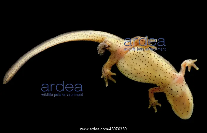 : Eastern Newt : Eastern Newt