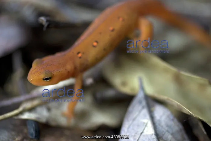 : Eastern Newt : Eastern Newt