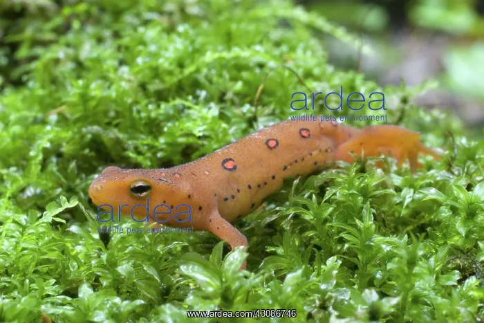 : Eastern Newt : Eastern Newt
