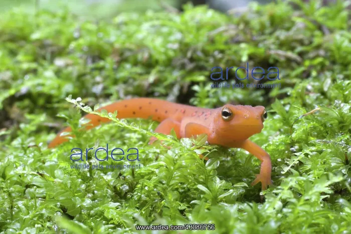 : Eastern Newt : Eastern Newt